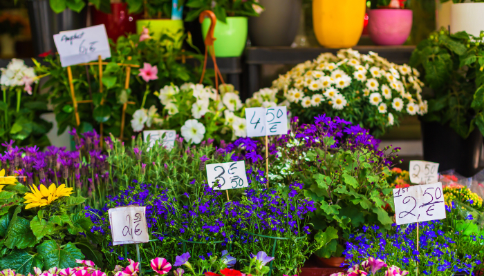 Venta de plantas y flores