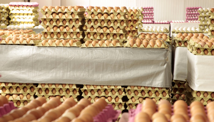 fábrica de huevos