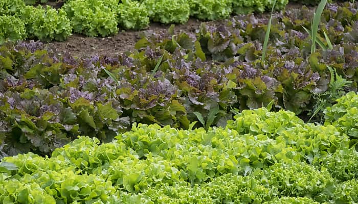 cultivos en el campo